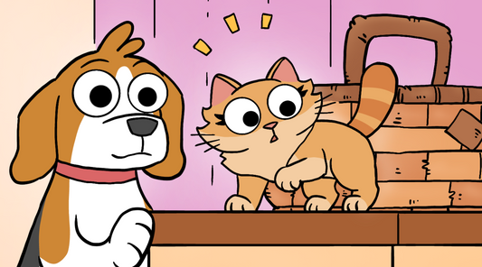 Bruno has taken Duchess home and she is sitting on his kitchen table